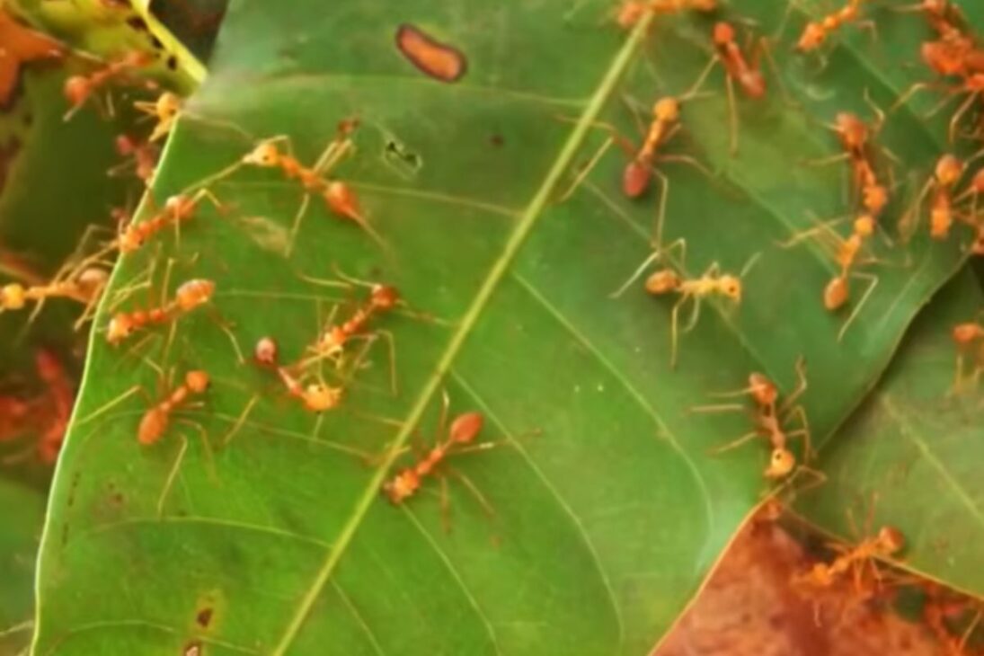 En la isla Christmas, la hormiga invasora mata cangrejos rojos hasta que los científicos usan una avispa asesina en control biológico para salvar la isla.