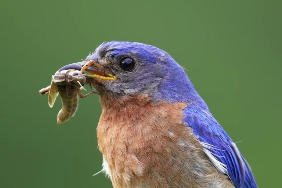 El estanque temporal transforma la reserva de vida salvaje al concentrar plantas nativas y aves nidificantes, redefiniendo caza, nidos y equilibrio ecológico local.