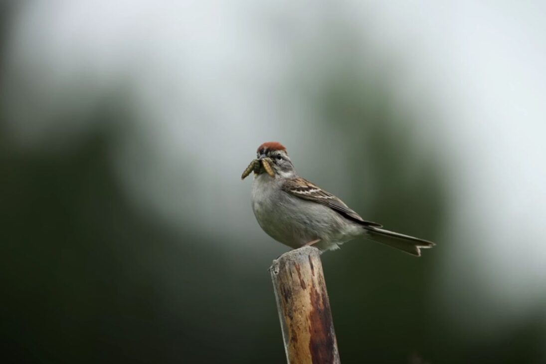 El estanque temporal transforma la reserva de vida salvaje al concentrar plantas nativas y aves nidificantes, redefiniendo caza, nidos y equilibrio ecológico local.