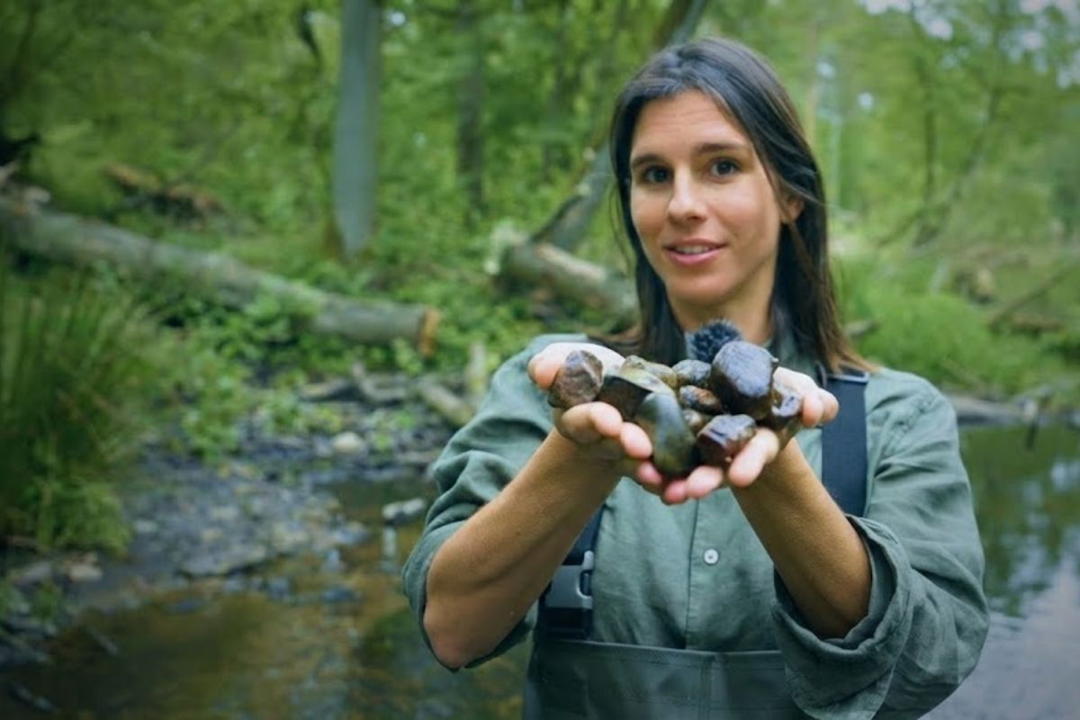 Rio Oder se recupera após desastre: poluição matou peixes, mas cascalho e restauração fluvial criam berçários e devolvem vida ao rio.