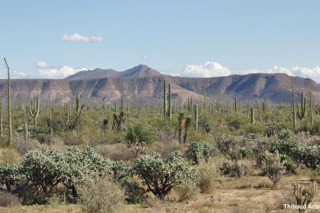 En El Desierto De México, El Manejo Regenerativo Y La Rotación De Ganado Reducieron La Erosión, Recargaron Los Acuíferos Y Transformaron Paisajes Después De 16 Años Reales Documentados.