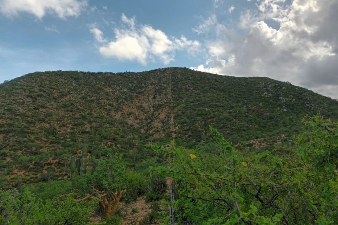 En El Desierto De México, El Manejo Regenerativo Y La Rotación De Ganado Reducieron La Erosión, Recargaron Los Acuíferos Y Transformaron Paisajes Después De 16 Años Reales Documentados.