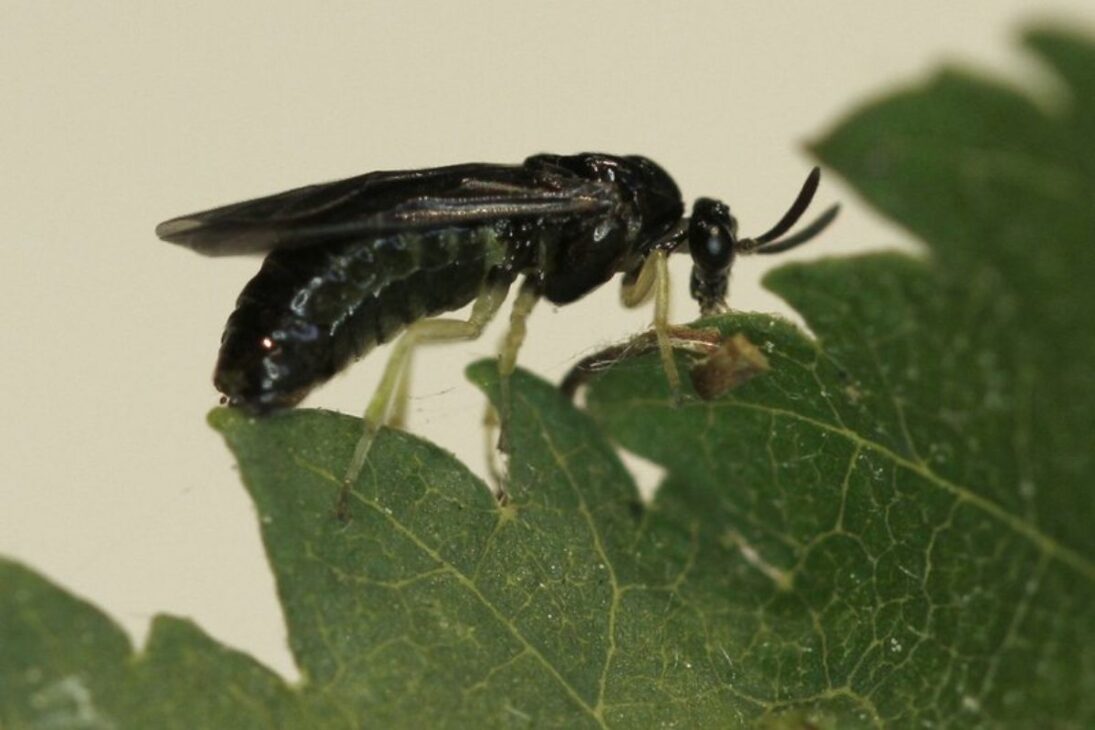 La avispa invasora avanza por América del Norte y afecta a los olmos, con capullos que se enganchan a los vehículos y larvas dejando un patrón en zigzag en las hojas, elevando la alerta para 2026 y el riesgo de una nueva crisis forestal.