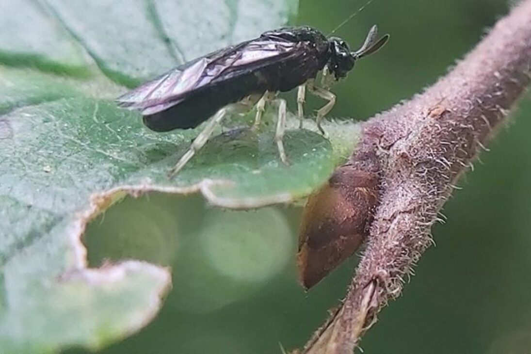 La avispa invasora avanza por América del Norte y afecta a los olmos, con capullos que se enganchan a los vehículos y larvas dejando un patrón en zigzag en las hojas, elevando la alerta para 2026 y el riesgo de una nueva crisis forestal.