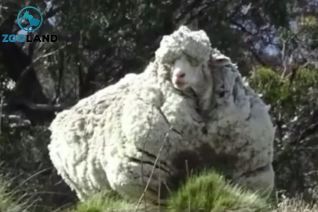 El caso de la oveja abandonada en Canberra movilizó a la RSPCA: la lana acumulada exigió esquila urgente, levantó riesgos de salud y se convirtió en alerta sobre manejo y bienestar animal.