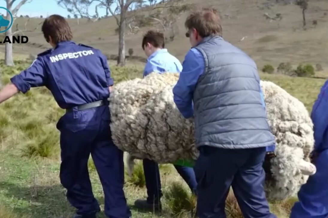 El caso de la oveja abandonada en Canberra movilizó a la RSPCA: la lana acumulada exigió esquila urgente, levantó riesgos de salud y se convirtió en alerta sobre manejo y bienestar animal.