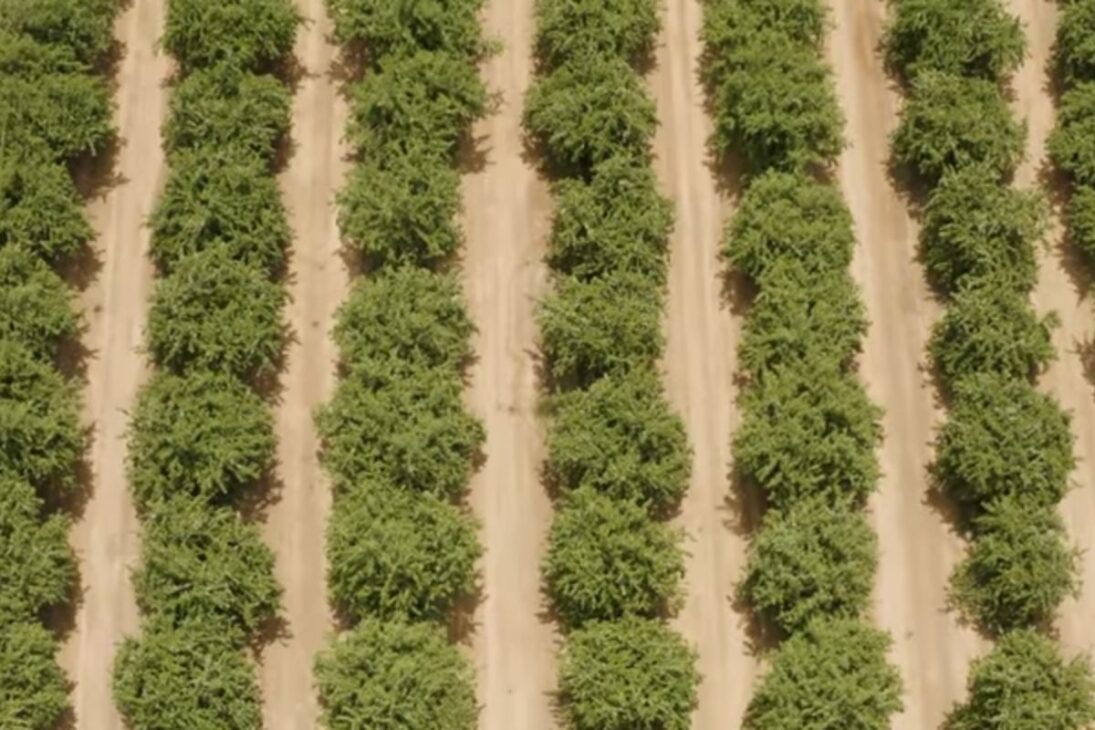 Entiende por qué el pistacho cuesta caro en todo el mundo, cómo es la producción de pistacho, el cultivo de pistacho y el futuro del pistacho en Brasil.