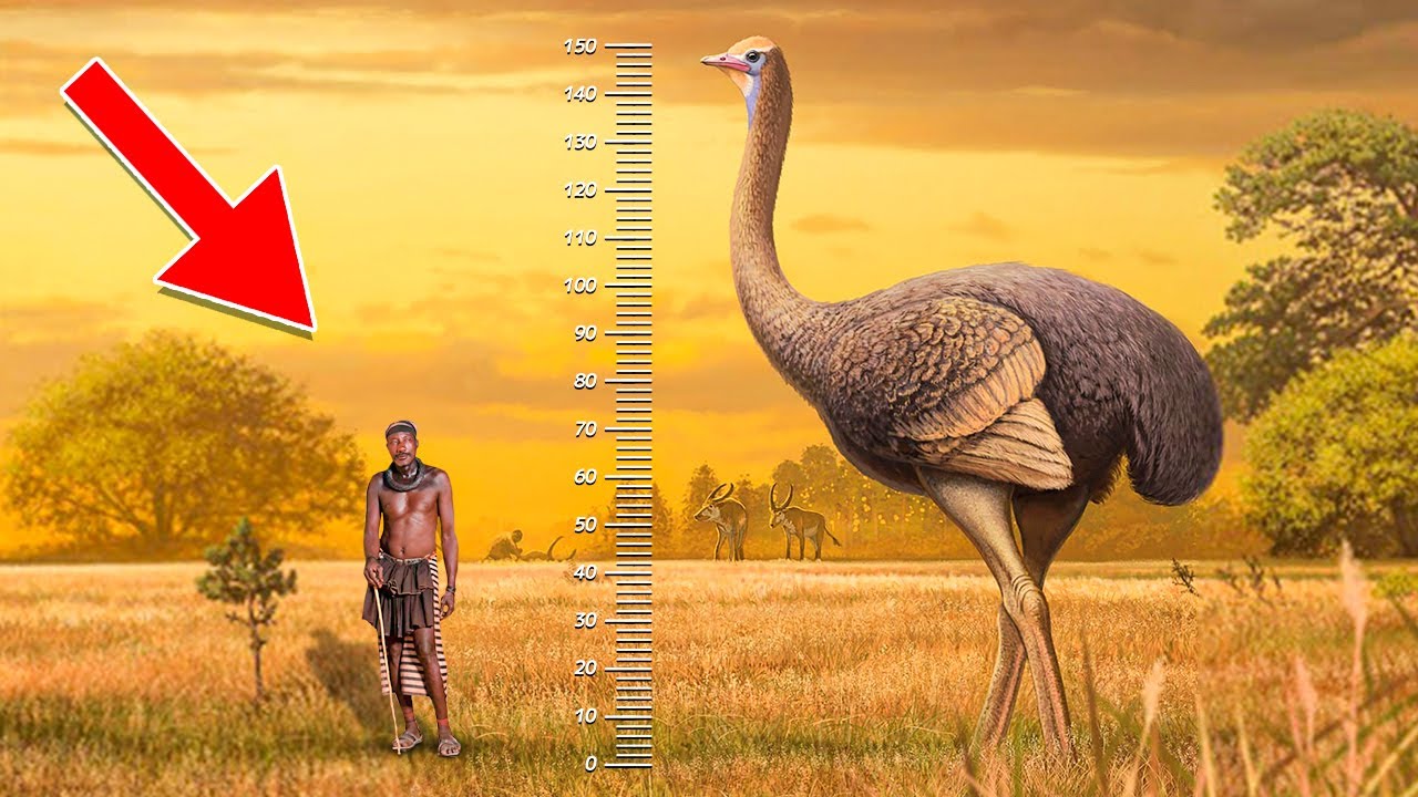 Com quase 3 metros de altura e peso superior a 700 kg, o Vorombe titan superou todas as aves conhecidas e se tornou o maior pássaro terrestre que já existiu na história do planeta