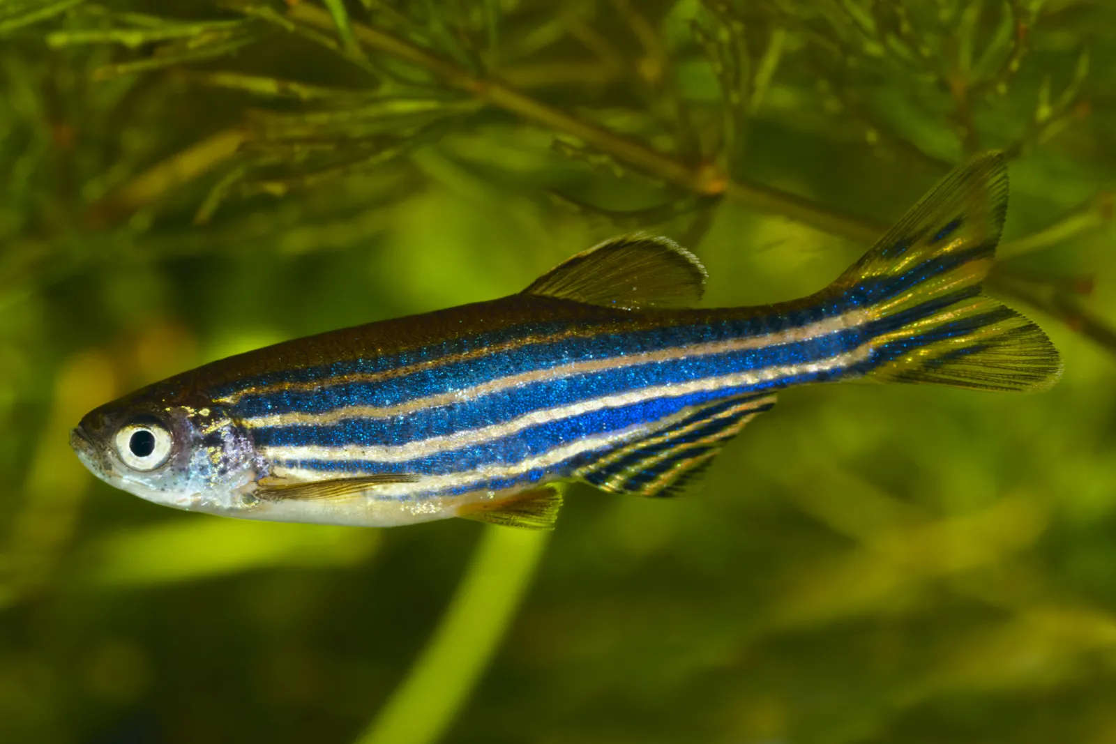 Danio rerio: o peixe que dissolve os próprios ossos, reconstrói o esqueleto e se tornou o maior modelo vivo da regeneração biológica