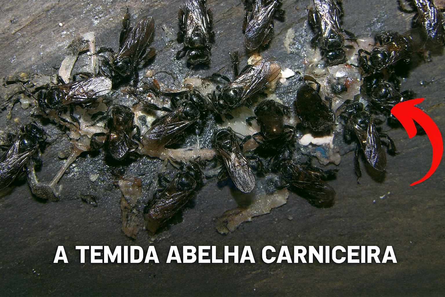 Abelhas-abutres pousam em carcaças, raspam carne em decomposição e produzem um mel azedo que virou mistério para os cientistas