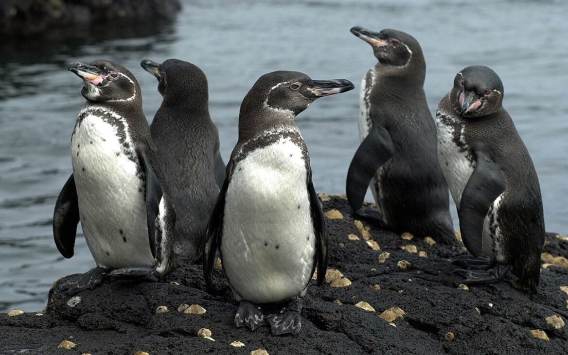 Descubre los animales de las Islas Galápagos, especies raras y endémicas que evolucionaron en aislamiento y llaman la atención de la ciencia hasta hoy.
