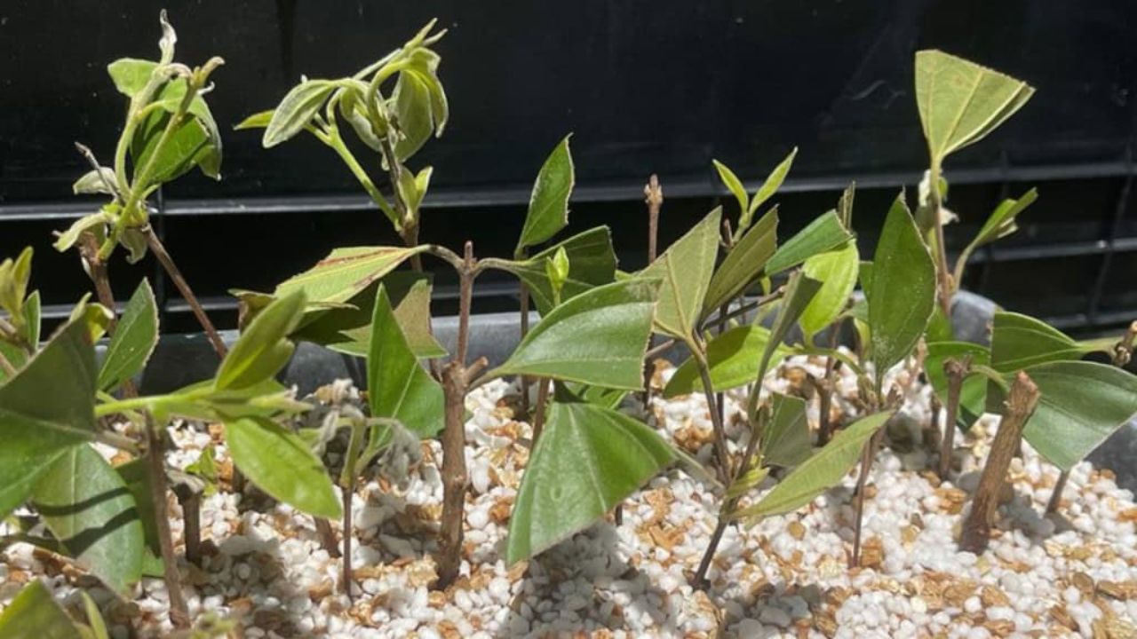 Científicos intentan obtener partes sanas del árbol para evitar su extinción. Imagen: Milo Bateman/Universidad de Queensland