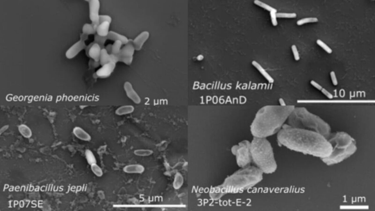 NASA, Salas Limpas, Bactérias