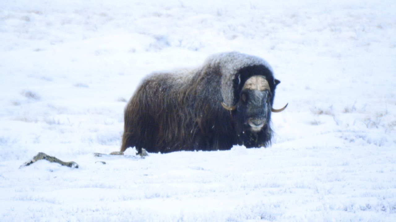 Descubre Cómo Nace el Cachorro de Buey Almizclero en el Ártico, Sus Adaptaciones al Frío Extremo y por Qué la Especie es Símbolo de Resistencia en la Naturaleza.