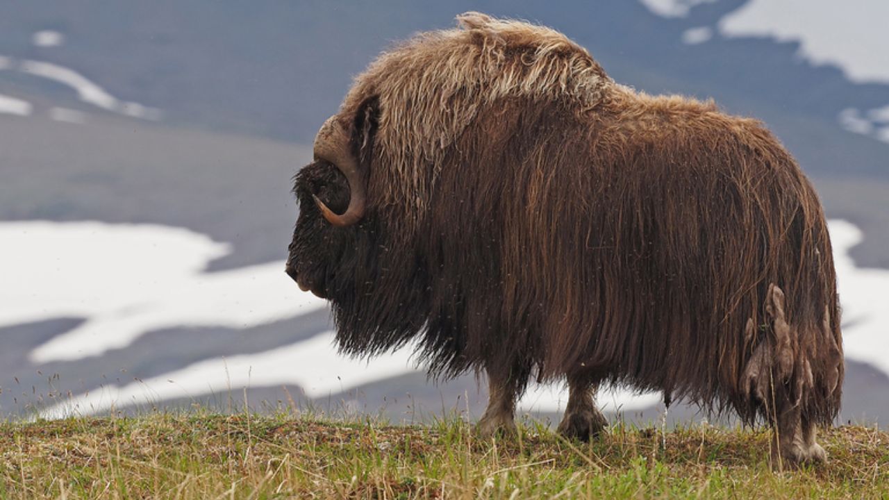 Descubre Cómo Nace el Cachorro de Buey Almizclero en el Ártico, Sus Adaptaciones al Frío Extremo y por Qué la Especie es Símbolo de Resistencia en la Naturaleza.