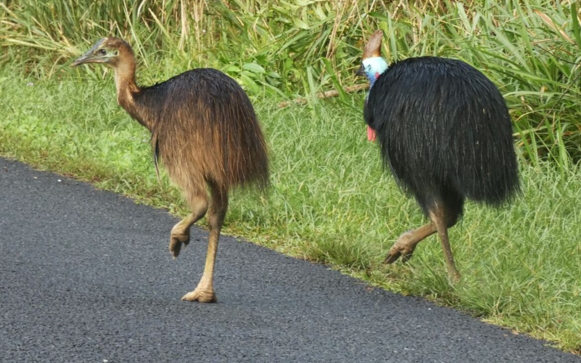 Ave considerada la más peligrosa del mundo, el casuario puede pesar hasta 60 kg, correr a 50 km/h y ya ha causado muertes humanas. Conozca el animal. Fuente iNaturalist