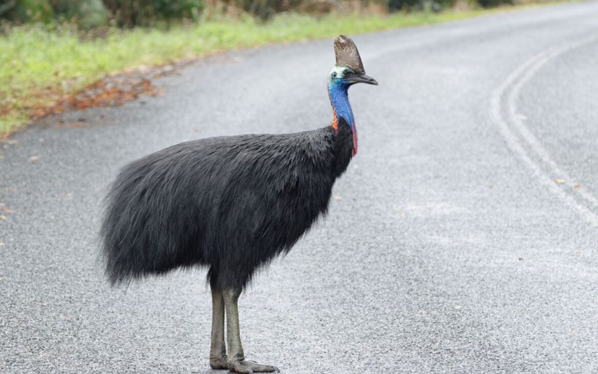 Ave considerada la más peligrosa del mundo, el casuario puede pesar hasta 60 kg, correr a 50 km/h y ya ha causado muertes humanas. Conozca el animal. Fuente iNaturalist