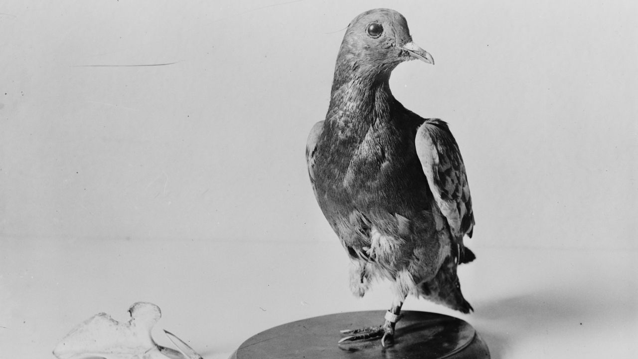 CHER AMI, a pomba que salvou uma cidade inteira na Itália durante a Segunda Guerra Mundial e impediu um bombardeio aliado que mataria milhares