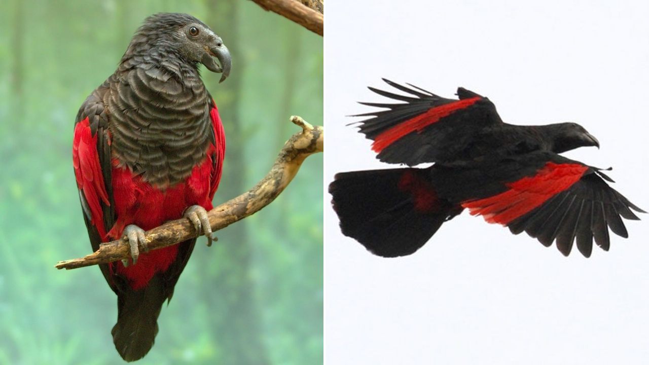 El Papagayo-Drácula, ave rara de plumaje negro y rojo, encanta por su apariencia única y enfrenta amenazas en Nueva Guinea. Conoce su historia, comportamiento e importancia ecológica.