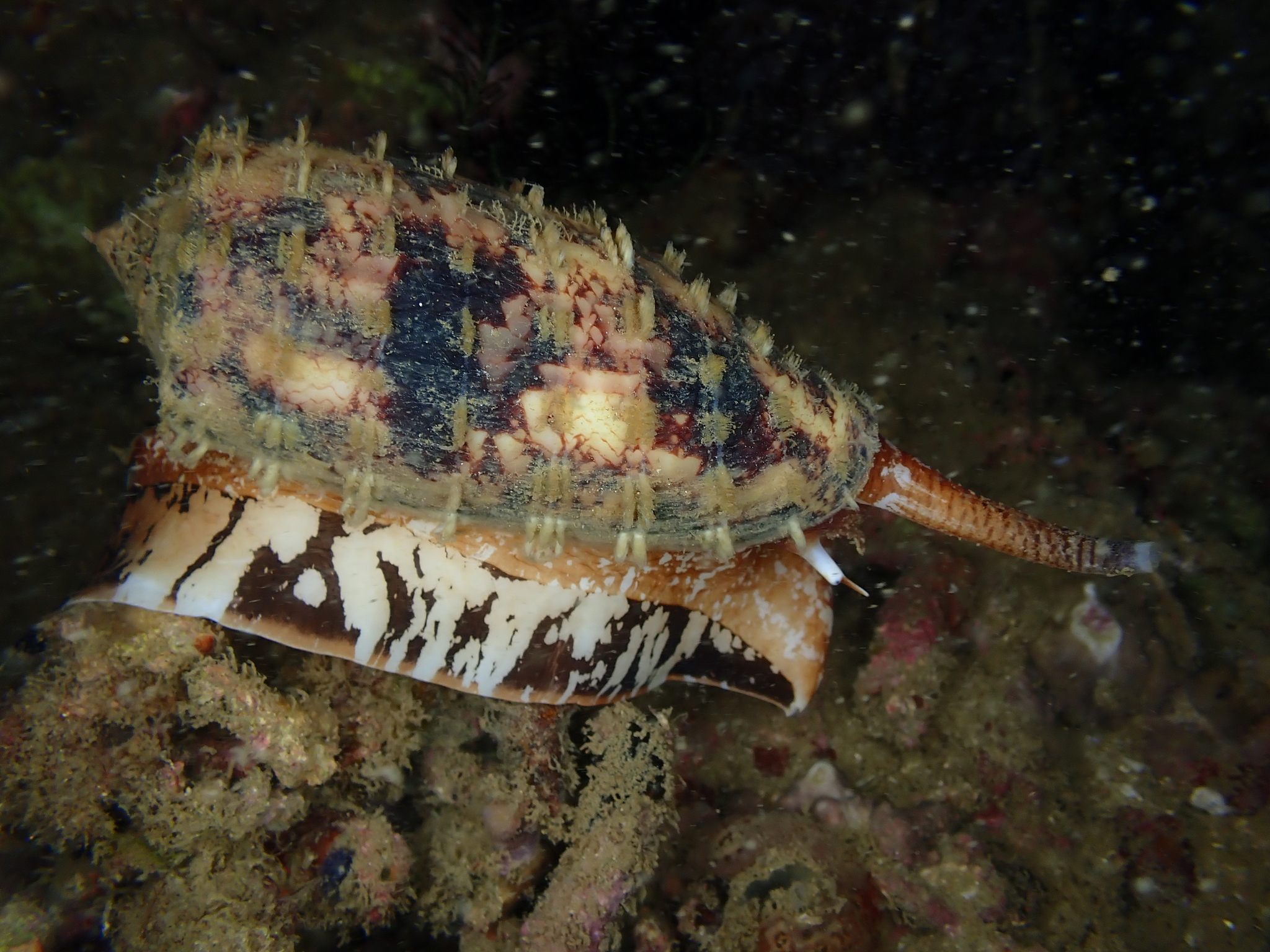 Caça peixes com um arpão venenoso, paralisa em segundos e já matou humanos: o caramujo-cone Conus geographus é um dos predadores mais perigosos do oceano