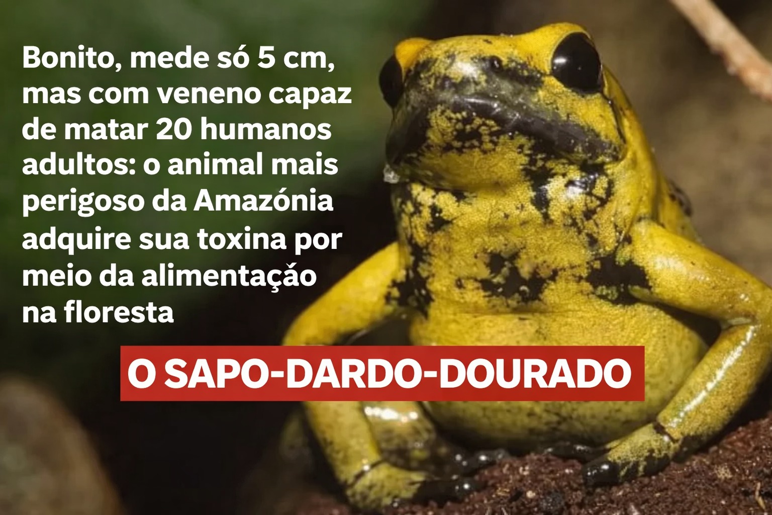 Sapo-dardo-Dourado