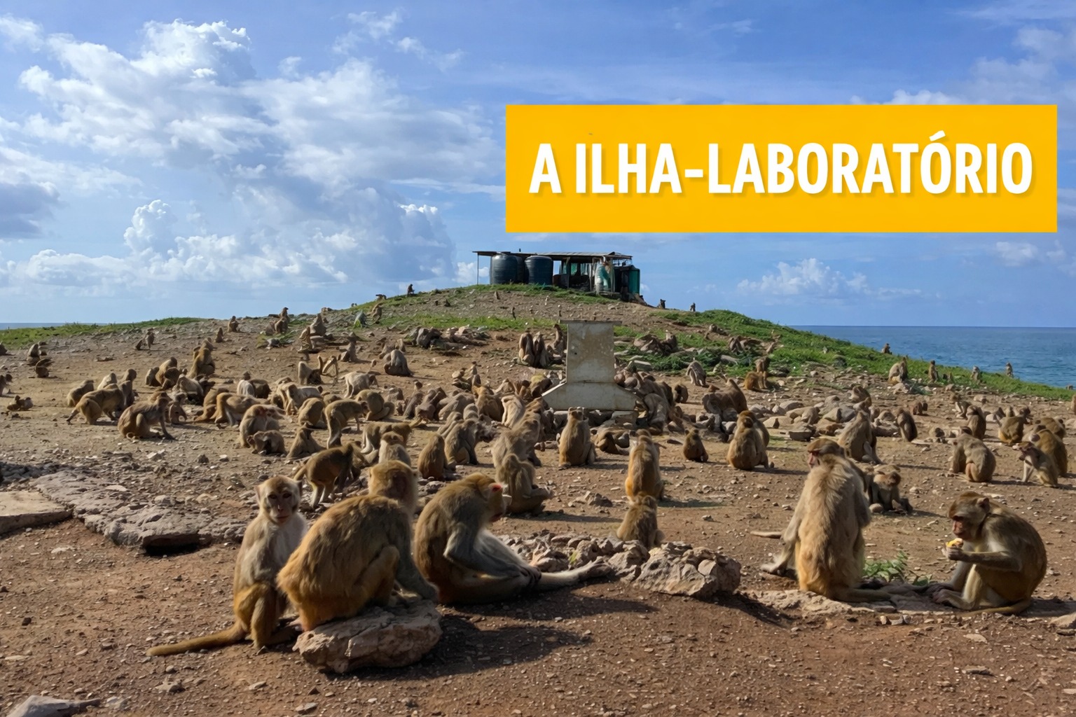 Ilha, Laboratório, Macacos