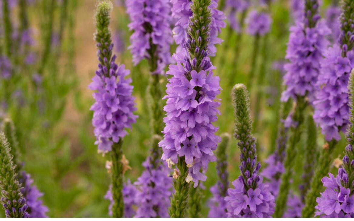 El violeta es considerado el color más raro en la naturaleza. Entienda por qué este tono es tan difícil de producir y conozca plantas que exhiben la tonalidad.