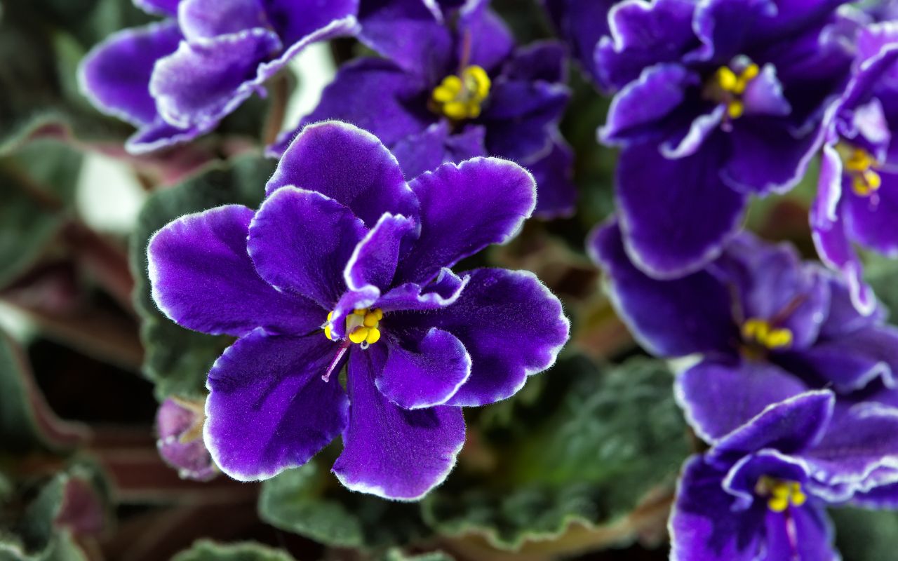O violeta é considerado a cor mais rara na natureza. Entenda por que esse tom é tão difícil de ser produzido e conheça plantas que exibem a tonalidade.