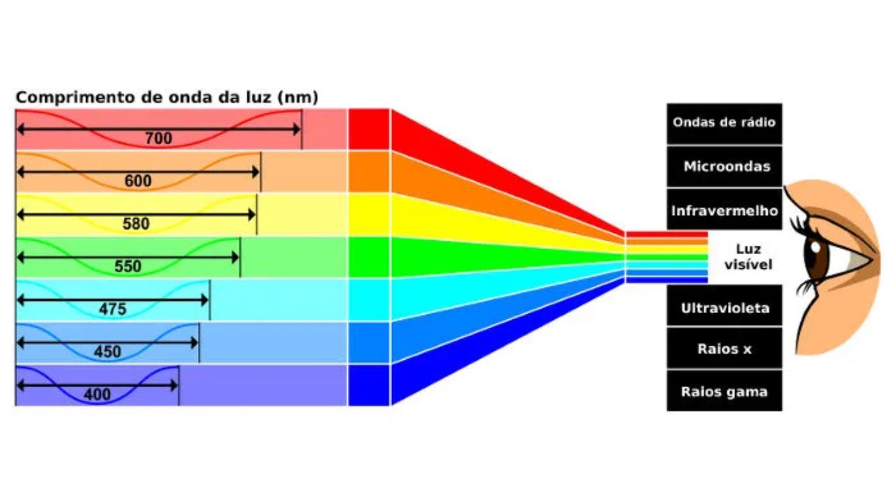 El violeta es considerado el color más raro en la naturaleza. Entienda por qué este tono es tan difícil de producir y conozca plantas que exhiben la tonalidad.