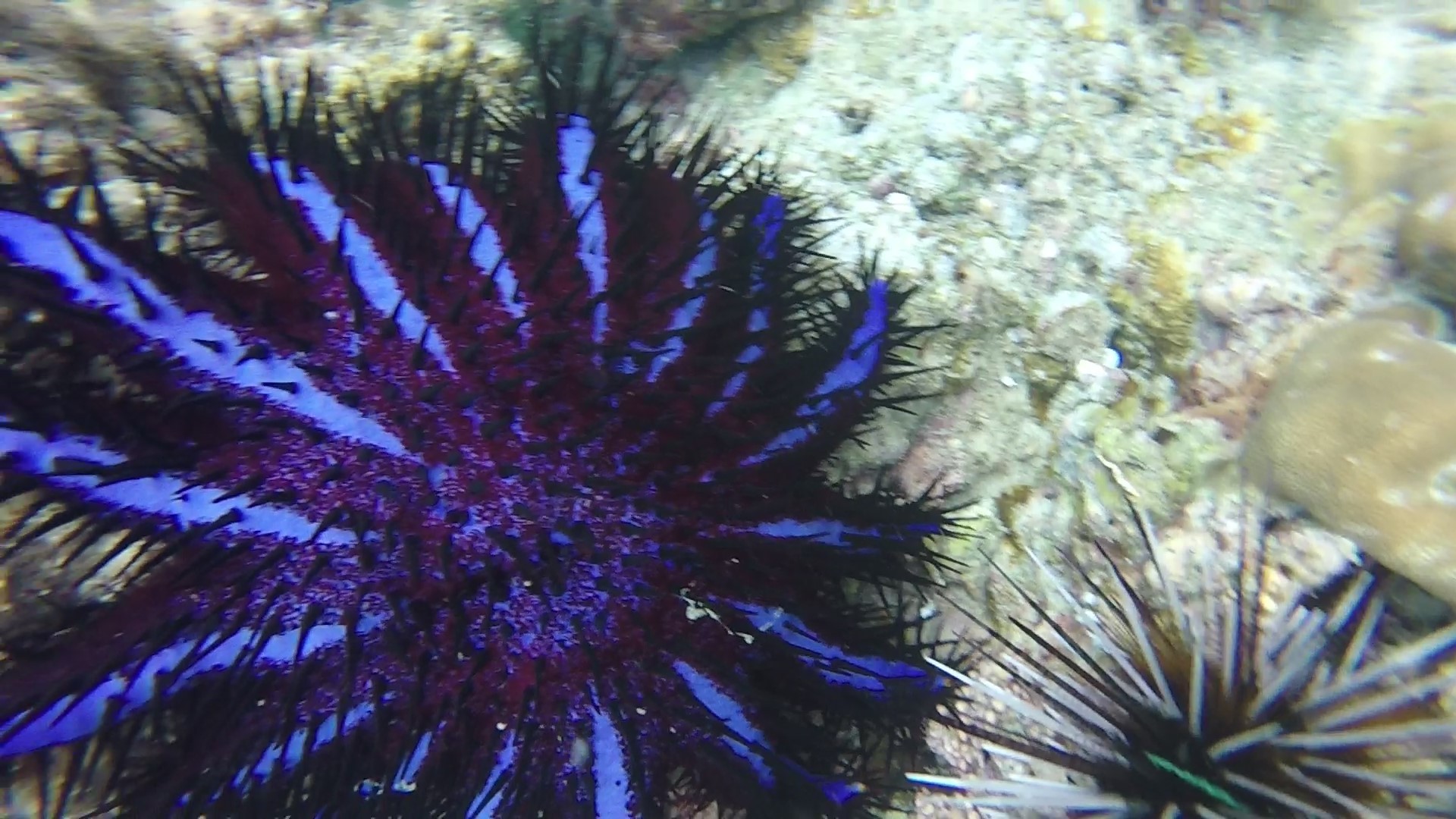 Uma estrela-do-mar transformou recifes em desertos submersos, matou milhões de corais no Pacífico, colapsou ecossistemas inteiros e segue reaparecendo apesar de décadas de controle humano