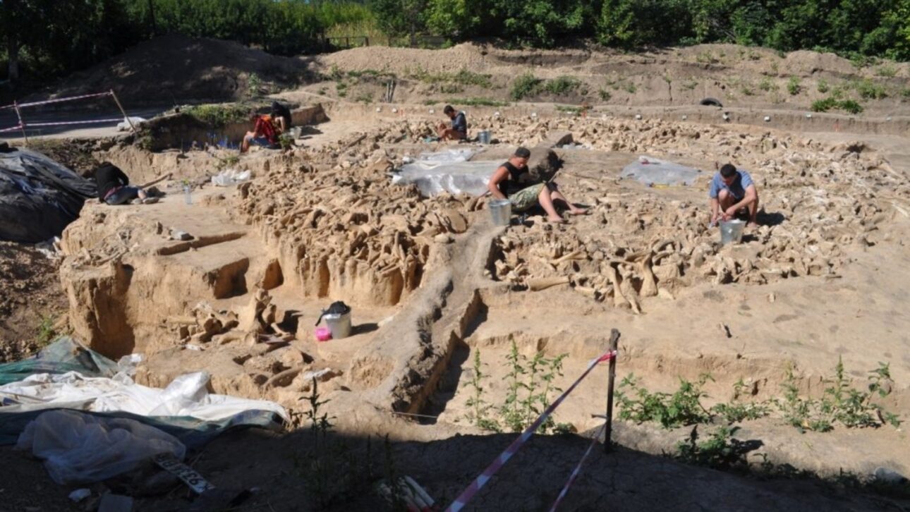 mamuts, mamute, Huesos