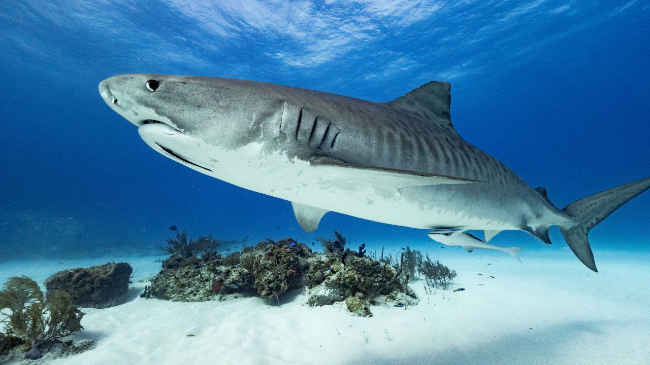 Cientistas estudam por que os tubarões-tigre da ilha de Norfolk chegam a tamanhos extraordinários, bem maiores do que o comum para a espécie, com descobertas surpreendentes sobre sua alimentação e migração no Pacífico.
