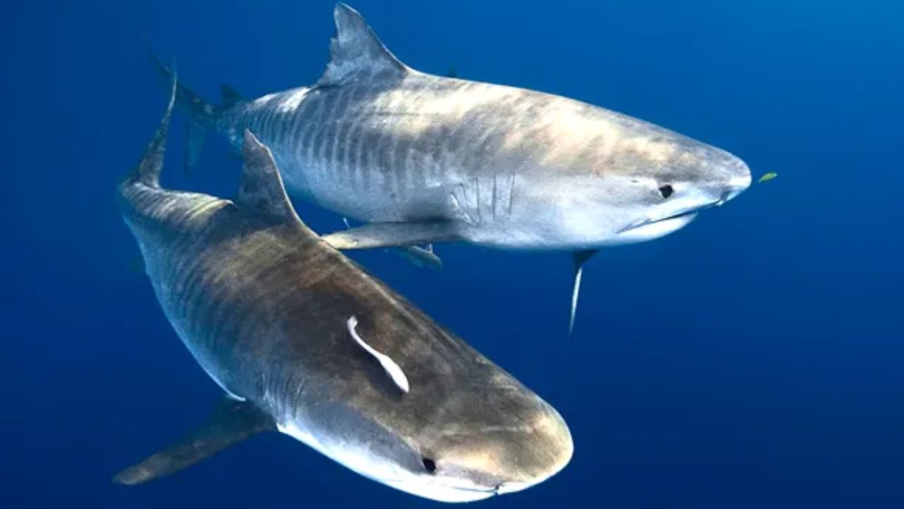 Científicos estudian por qué los tiburones tigre de la isla de Norfolk llegan a tamaños extraordinarios, mucho mayores que lo habitual para la especie, con descubrimientos sorprendentes sobre su alimentación y migración en el Pacífico.