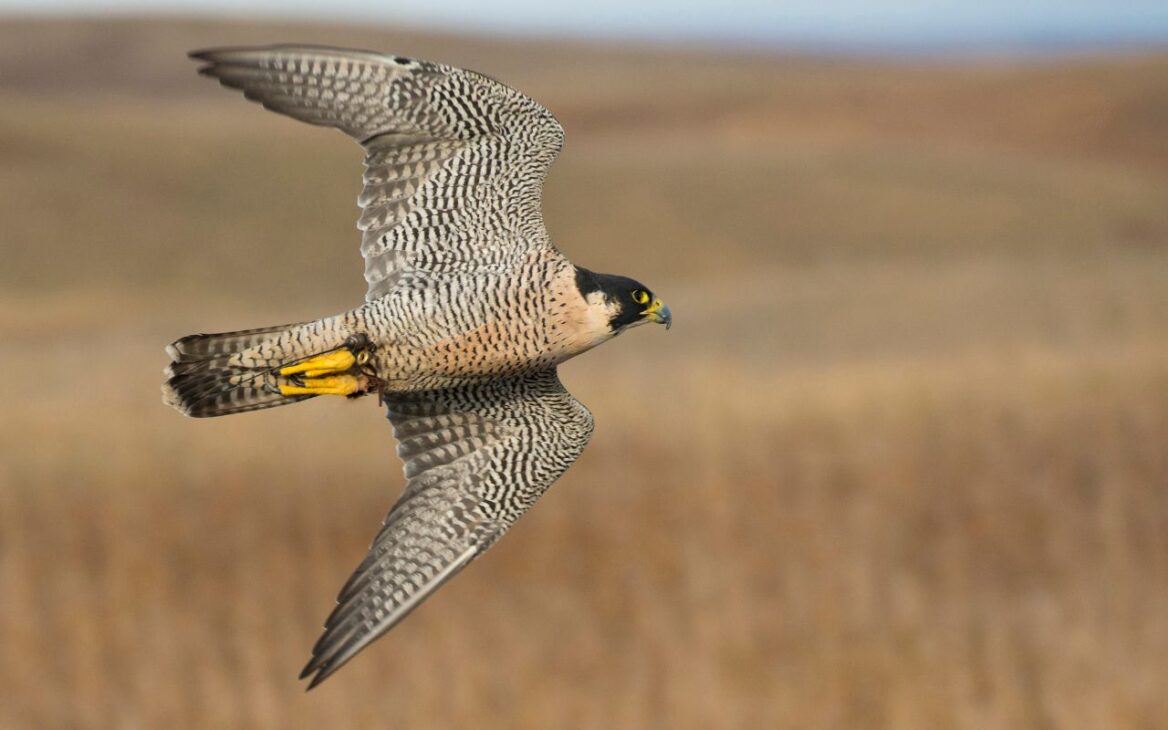 El halcón peregrino, considerado el animal más rápido del mundo, alcanza más de 380 km/h en sumersiones y ya ha realizado cacerías a casi 3 mil metros de altura.
