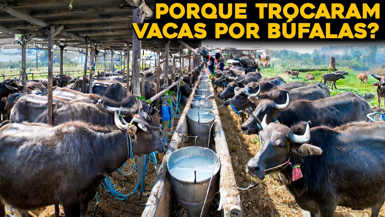 Centenas de milhares de búfalos sustentam a produção de leite, carne e tração agrícola em áreas onde máquinas não chegam, e transformam a bubalinocultura em pilar do agro de baixa tecnologia na Índia, Paquistão e Brasil