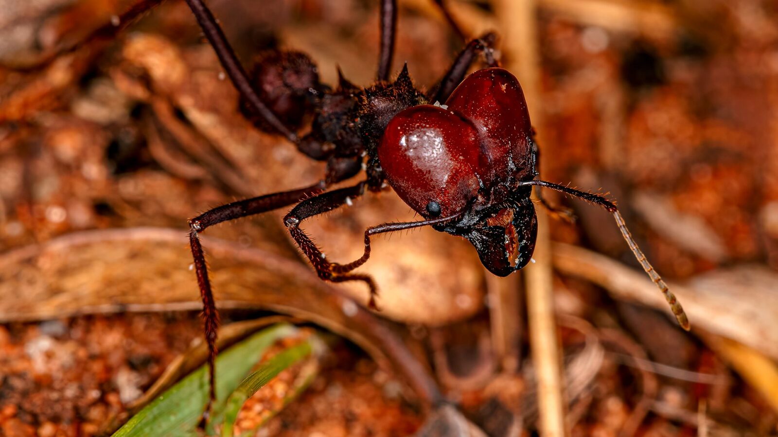 Frequentemente tratadas como simples pragas agrícolas, formigas-cortadeiras revelam um papel oculto: elas enriquecem solos degradados, armazenam carbono e aceleram a regeneração vegetal com túneis e fungicultura subterrânea