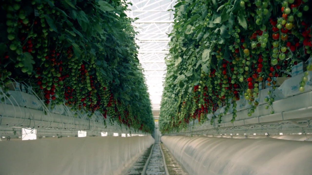 No deserto da Arábia Saudita, estufas solares de mais de 8 hectares produzem água e energia suficientes para cultivar vegetais e frutas durante o ano inteiro, usando luz solar e dessalinização integrada e transformando areia árida em campos produtivos