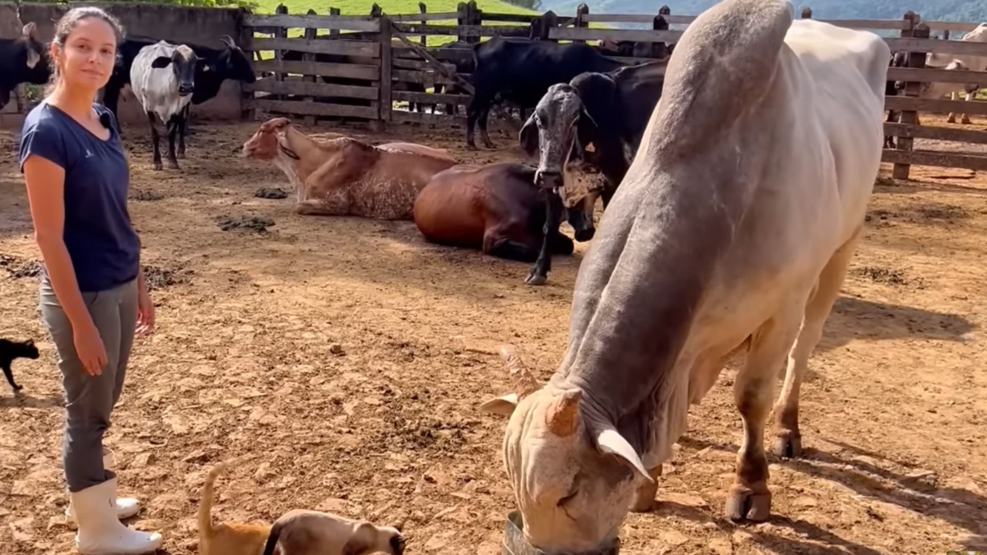 Jovem veterinária ajudando o pai na ordenha de vacas leiteiras em fazenda familiar na Serra da Canastra