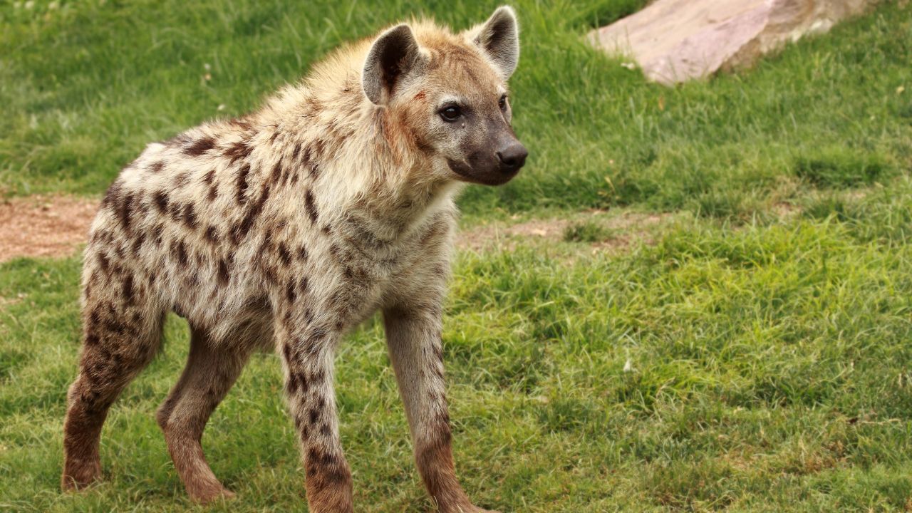 Descubre la verdad sobre las hienas: inteligentes, sociales y excelentes cazadoras, ellas rompen mitos antiguos de carniceras burlescas. Aprende más sobre comportamiento, jerarquía y conservación.