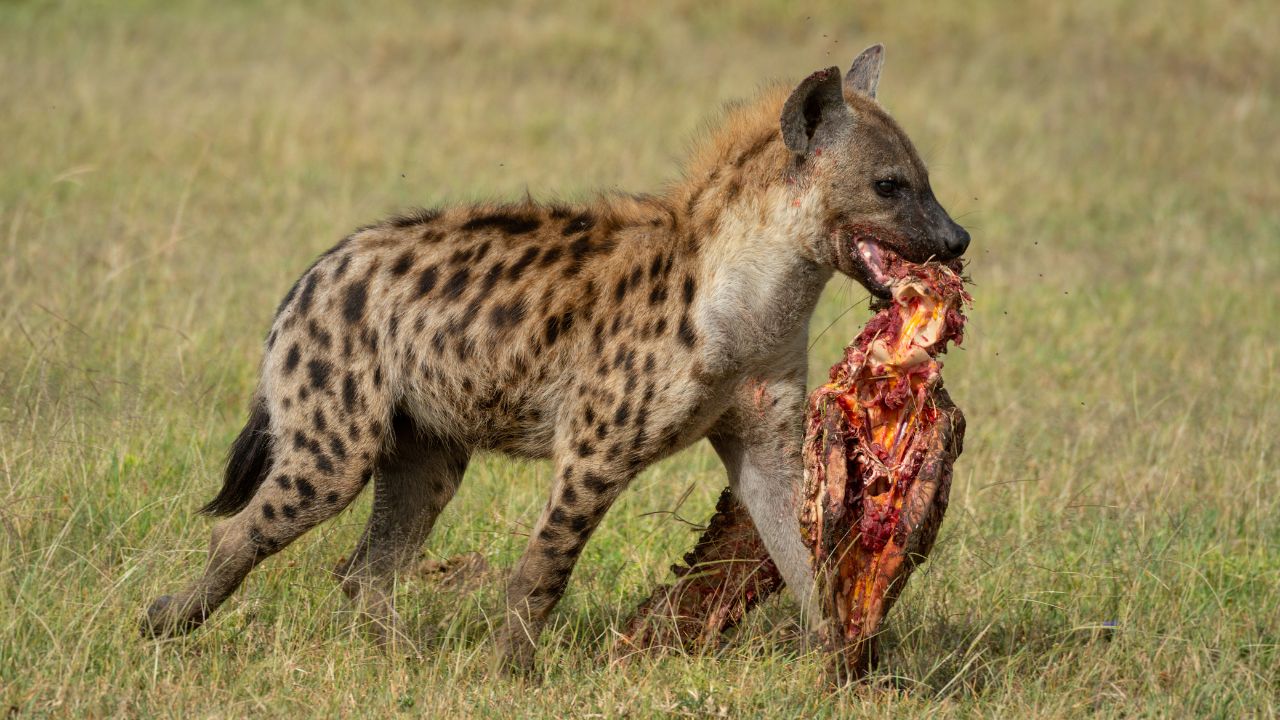 Descubre la verdad sobre las hienas: inteligentes, sociales y excelentes cazadoras, ellas rompen mitos antiguos de carniceras burlescas. Aprende más sobre comportamiento, jerarquía y conservación.