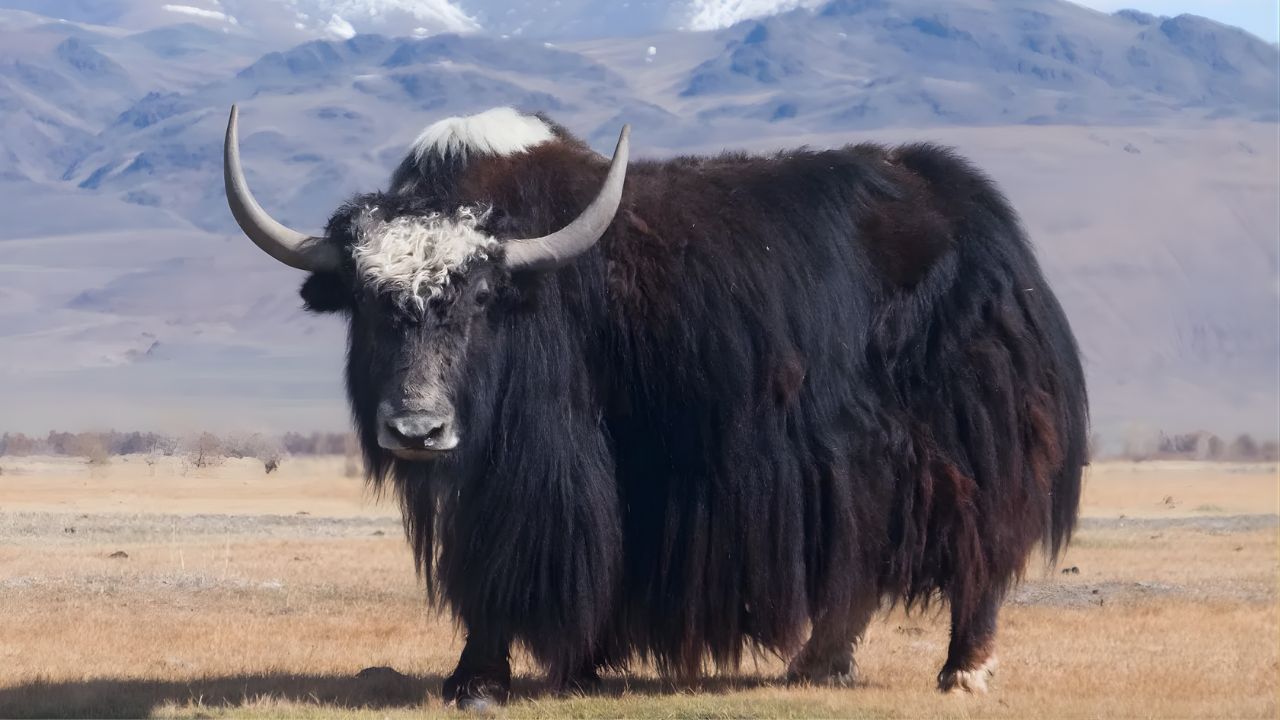 Conheça o iaque, o boi selvagem da Ásia adaptado às grandes altitudes e essencial para a vida no Himalaia e no Planalto Tibetano.