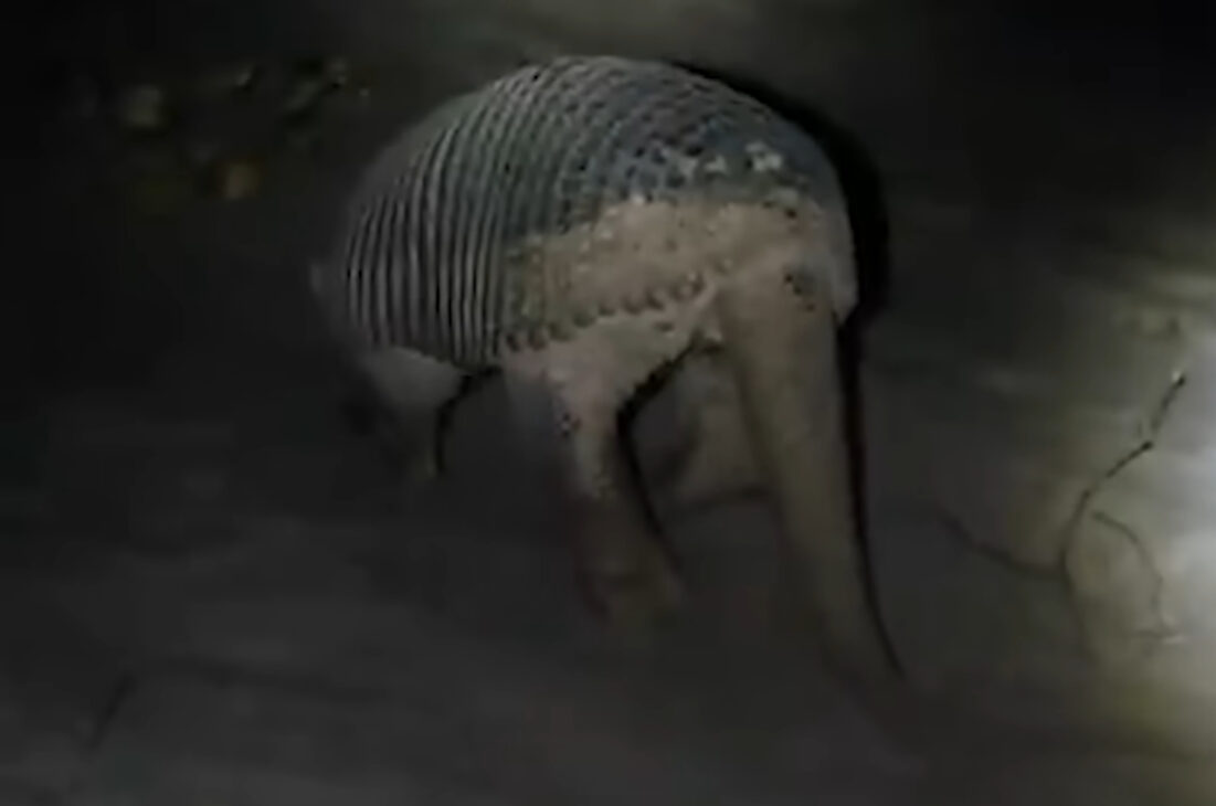 Tatu-canastra, mayor tatu del mundo, impresiona en Brasil con cuevas gigantes, conflictos con colmenas y caso que casi derrumbó una casa.