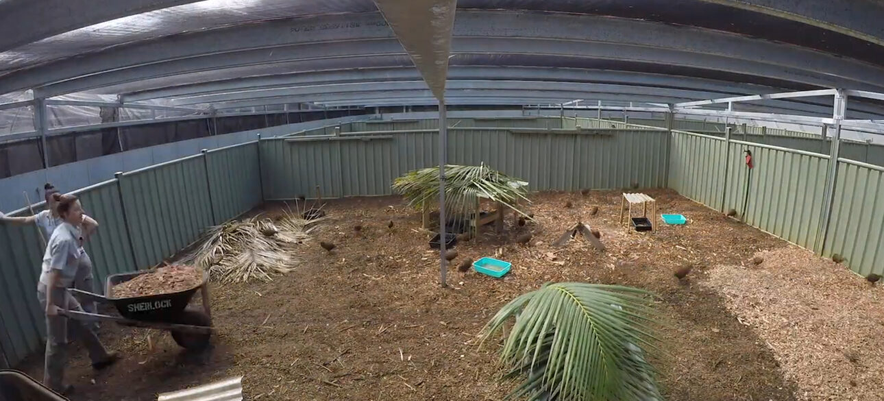 Australia confirmó en 2023 la erradicación de ratas y ratones en Lord Howe, tras operación con helicópteros, cebos y vigilancia continua.