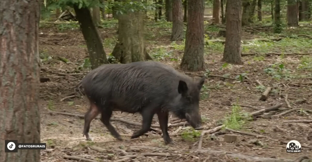 Brasil registra abate recorde de javalis em 2025, mas subnotificação, reprodução acelerada e entraves legais mantêm a praga fora de controle.