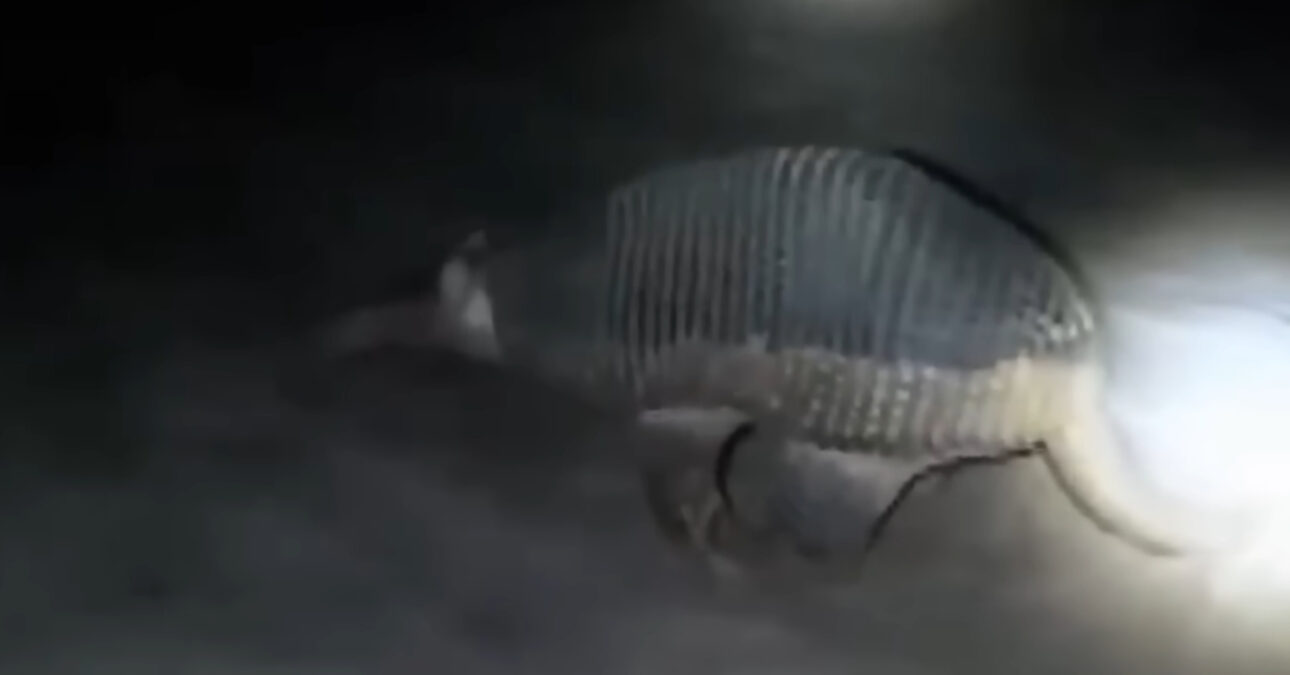 Tatu-canastra, mayor tatu del mundo, impresiona en Brasil con cuevas gigantes, conflictos con colmenas y caso que casi derrumbó una casa.