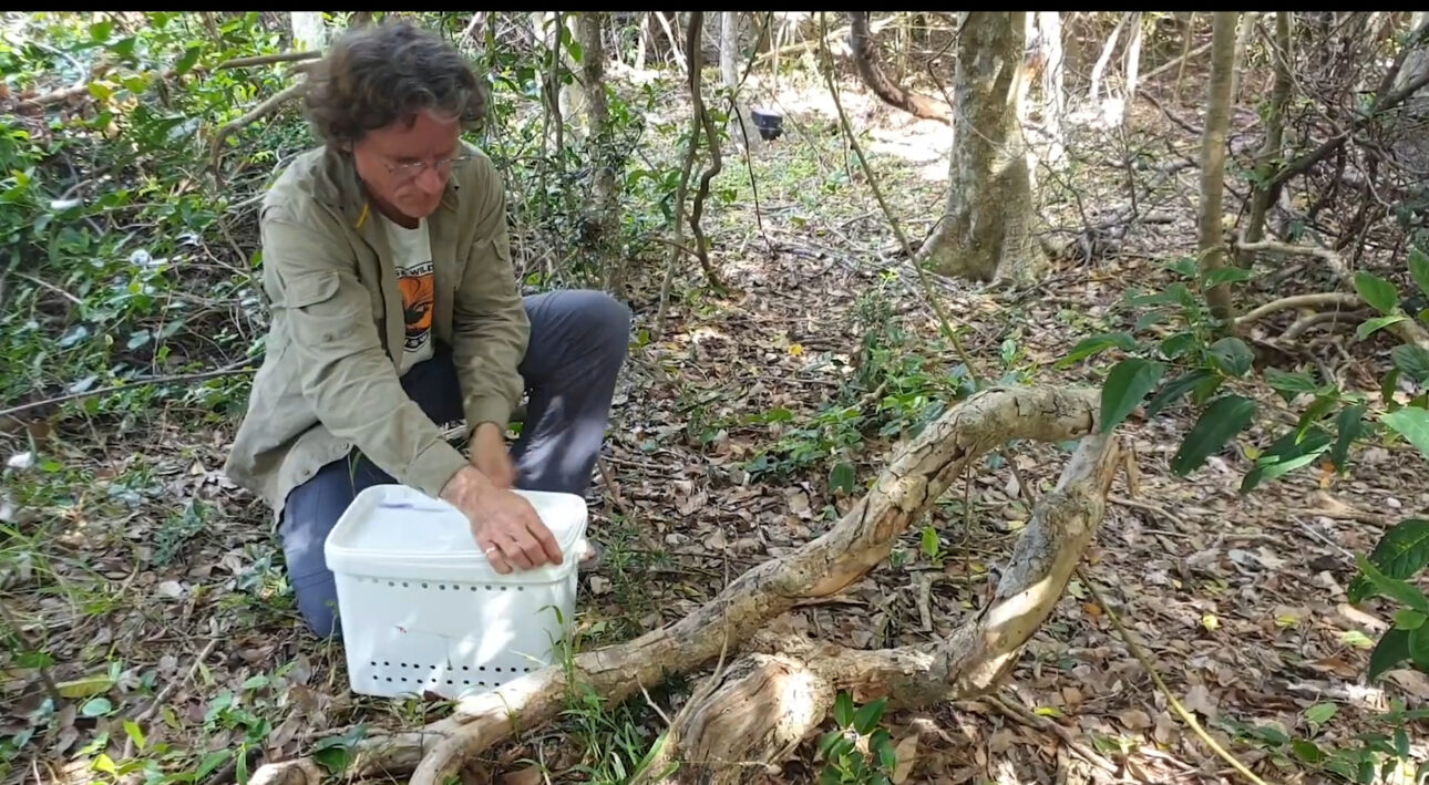 Australia confirmó en 2023 la erradicación de ratas y ratones en Lord Howe, tras operación con helicópteros, cebos y vigilancia continua.