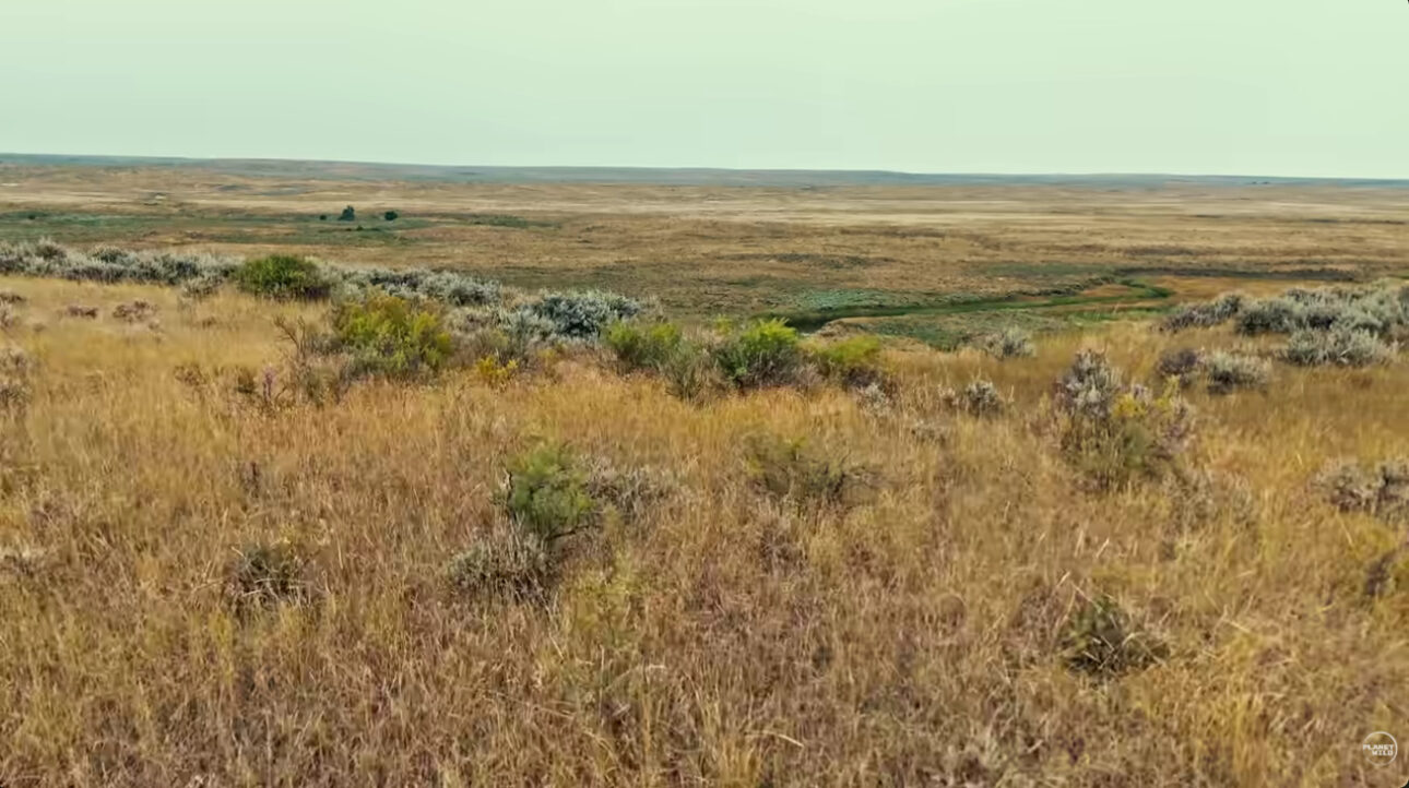 El Viejo Oeste renace con American Prairie al restaurar la pradera, soltar bisonte y ampliar cercas removidas en uno de los más grandes proyectos ecológicos de EE.UU.
