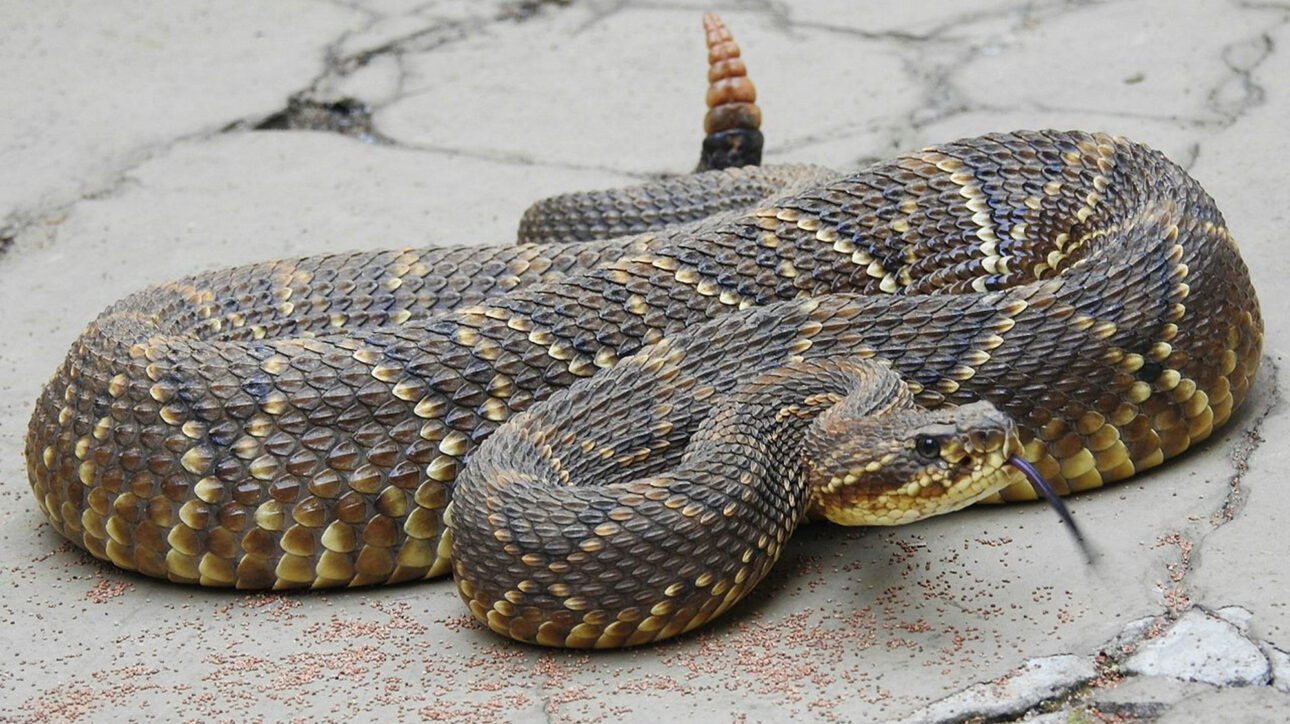 Leones en Kenia: en Kitengela, Maasai protegen ganado con luces de león; solución reduce ataques y llega a 14 mil propiedades.