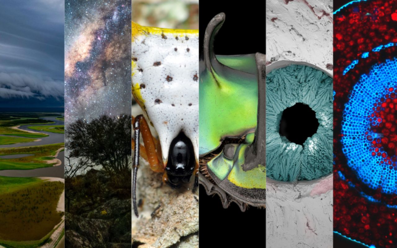 Concurso nacional do CNPq premia a melhor foto científica com até R$ 15 mil e incentiva inovação, ciência e arte no Brasil.