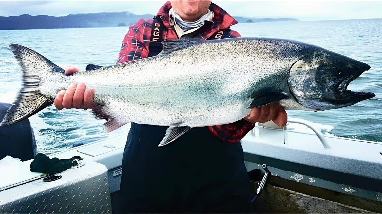 Salmão-rei desafia os limites dos peixes migratórios: percorre mais de 4.000 km em mar aberto, sobe rios contra correntezas violentas, vence desníveis extremos e morre após um único e exaustivo ciclo reprodutivo